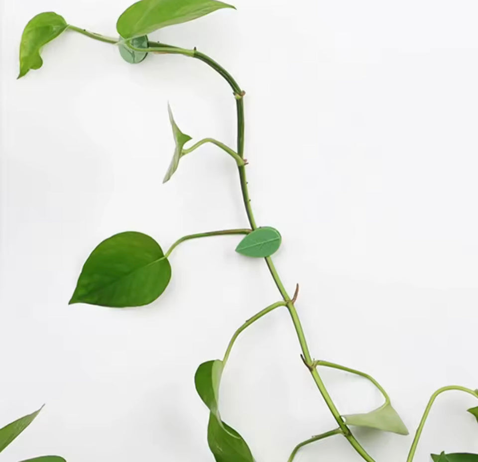 Plant Climbing Wall Clips, Set Of 10 Plant Fixing Hooks, Vine Buckle Hook Fastener, Wall Fixer Leaf Shaped Clips